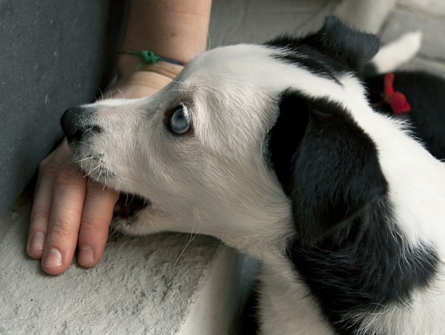 chien met dans sa gueule