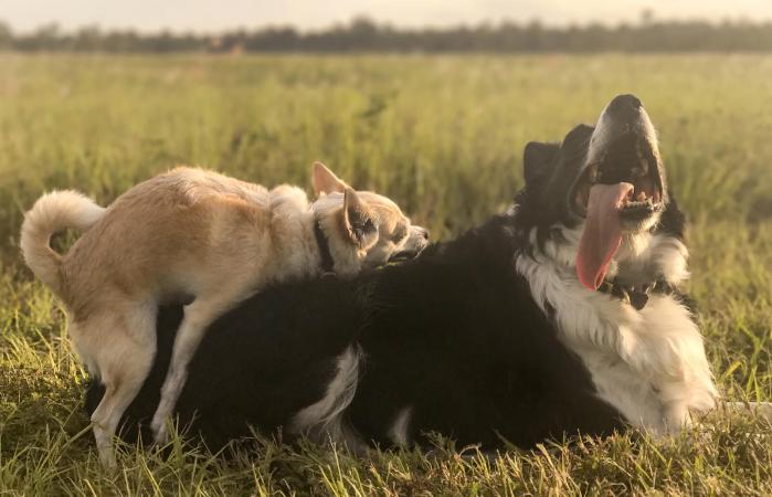 chien simule acte sexuel